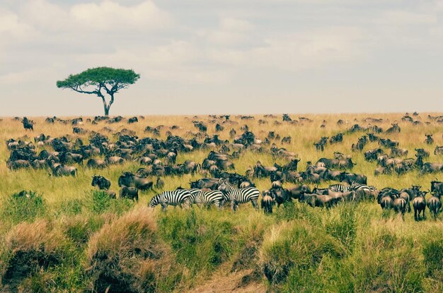 Vista de animais no campo contra o céu