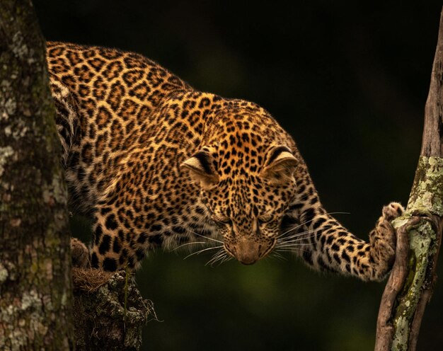 Vista de animal selvagem contra árvores