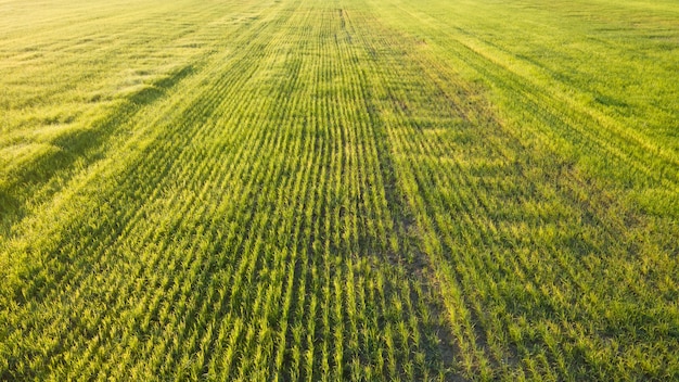 Vista de Ariel de campos de arroz na Tailândia