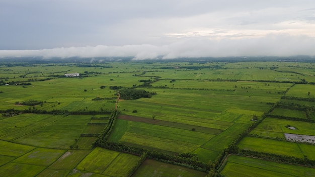 Vista de Ariel de campos de arroz na Tailândia