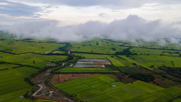 Vista de Ariel de campos de arroz na Tailândia