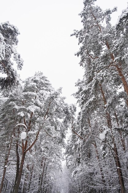 Vista de árvores cobertas de geada nos montes de neve Floresta mágica de inverno Paisagem natural