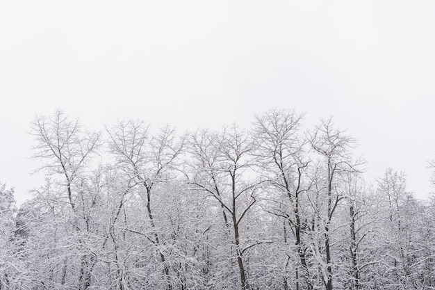 Foto vista de árvores cobertas de geada nos montes de neve floresta mágica de inverno paisagem natural