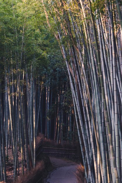 Vista de árvores de bambu na floresta