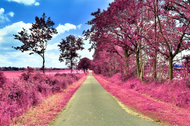 Foto vista de árvores de flores rosas pela estrada contra o céu