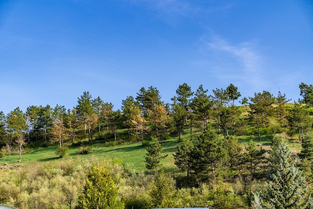 Vista de árvores e grama na colina com céu azul e nuvens brancas suaves