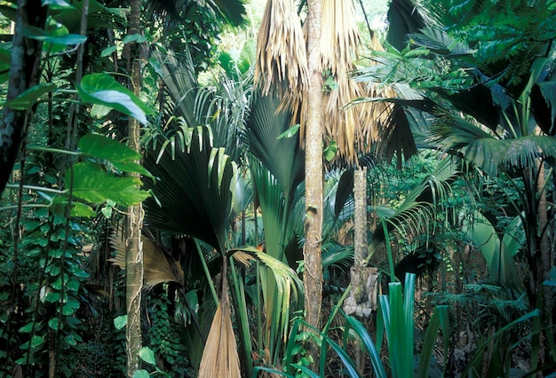 Vista de árvores e plantas que crescem na floresta