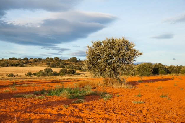 Vista, de, árvores, em, a, espanhol, campo