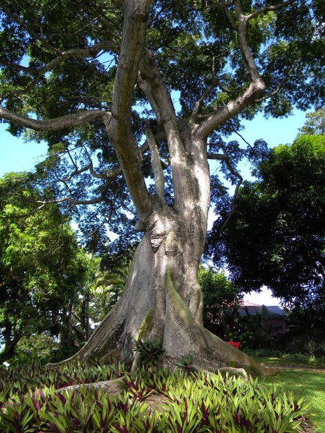 Foto vista de árvores em baixo ângulo