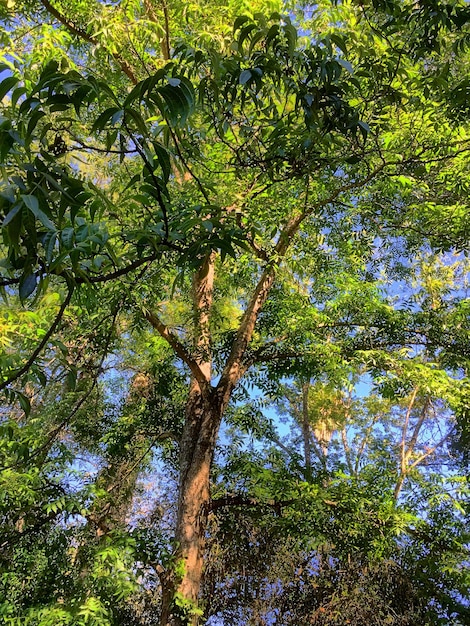 Foto vista de árvores em baixo ângulo