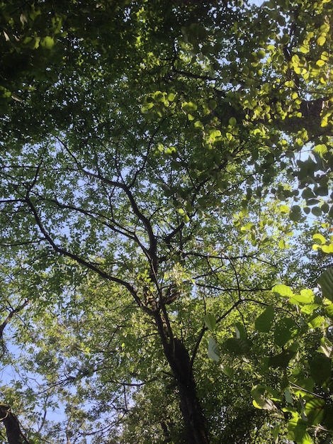 Foto vista de árvores em baixo ângulo