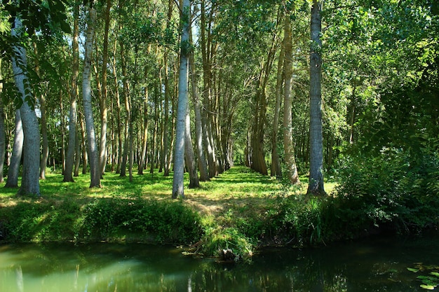Vista de árvores na floresta