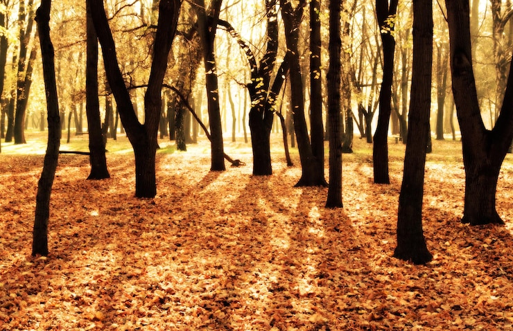 Foto vista de árvores na floresta
