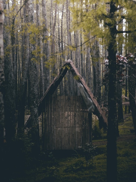 Foto vista de árvores na floresta