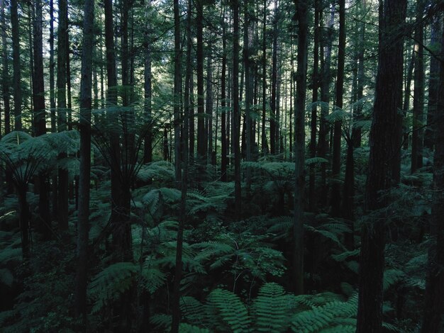 Foto vista de árvores na floresta