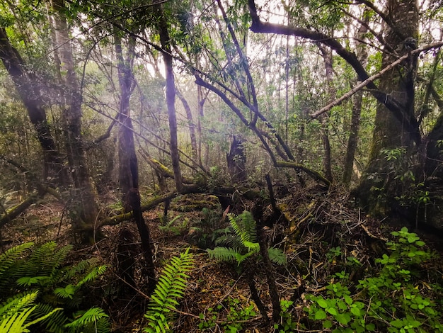 Foto vista de árvores na floresta