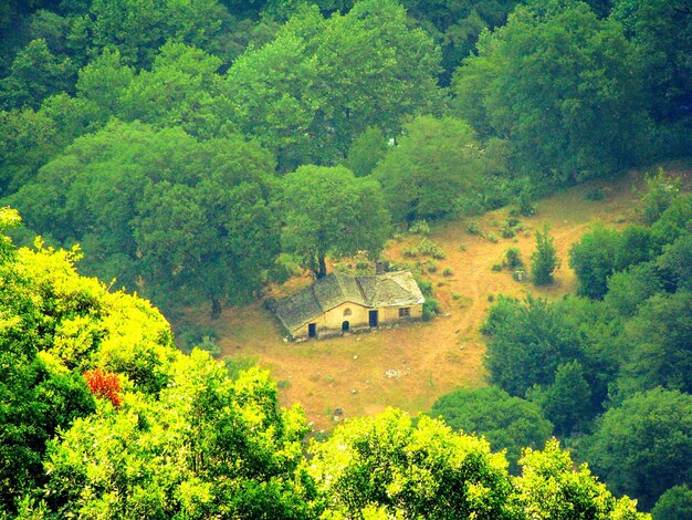 Vista de árvores na floresta