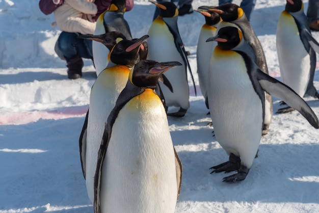 Vista de aves em terras cobertas de neve