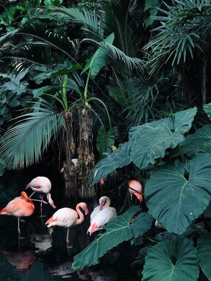Foto vista de aves na água