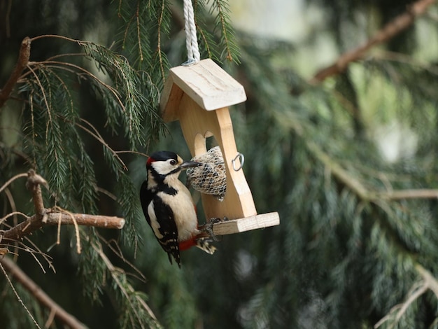 Foto vista de aves se alimentando de um alimentador de aves em uma árvore