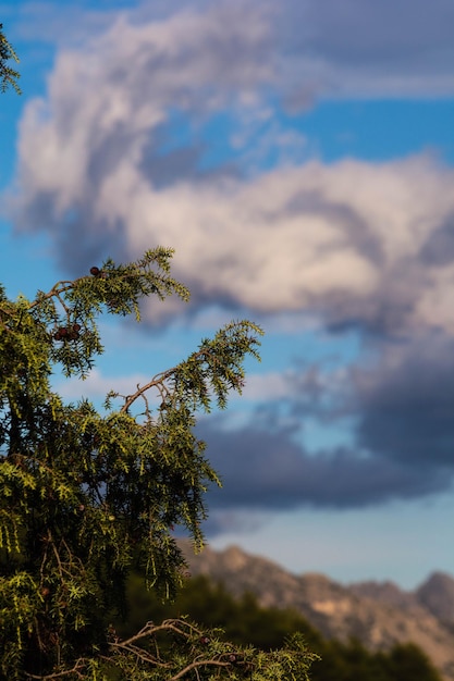 Foto vista de baixo ângulo da árvore contra o céu nublado