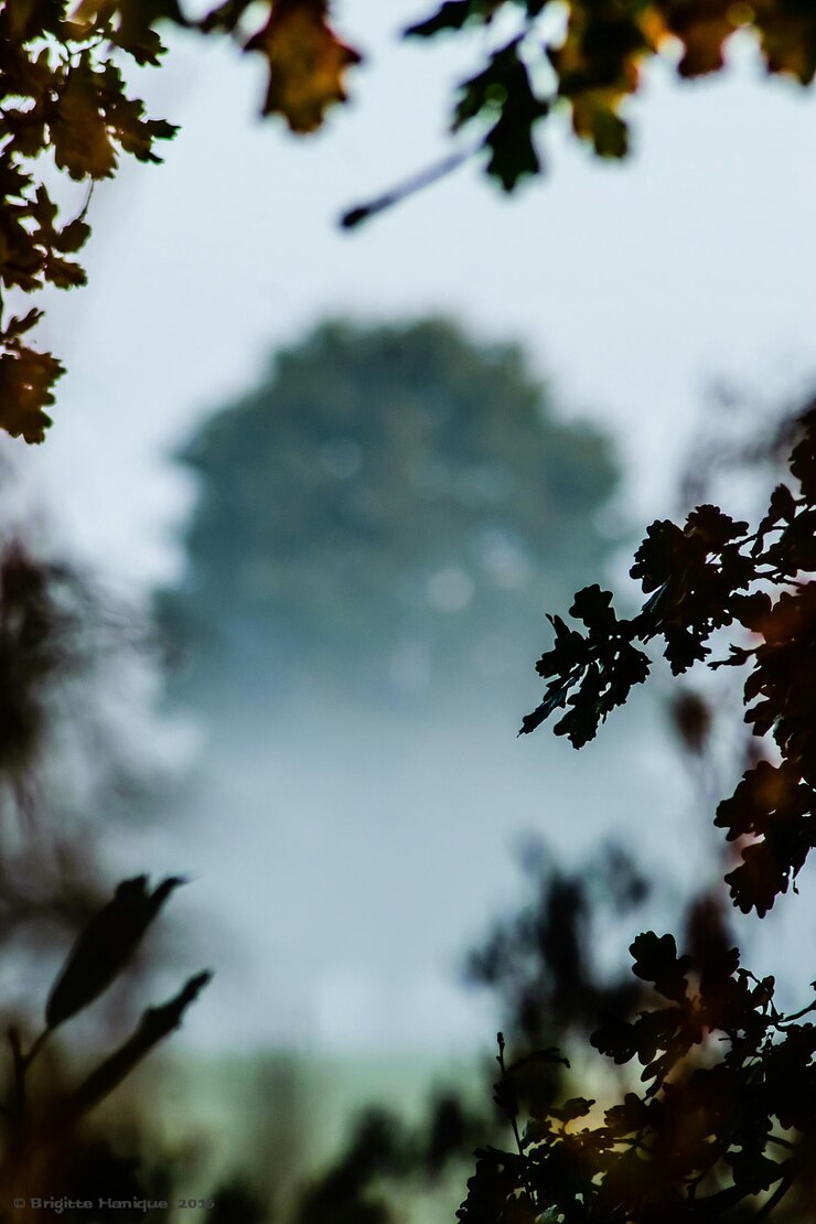 Foto vista de baixo ângulo da árvore contra o céu