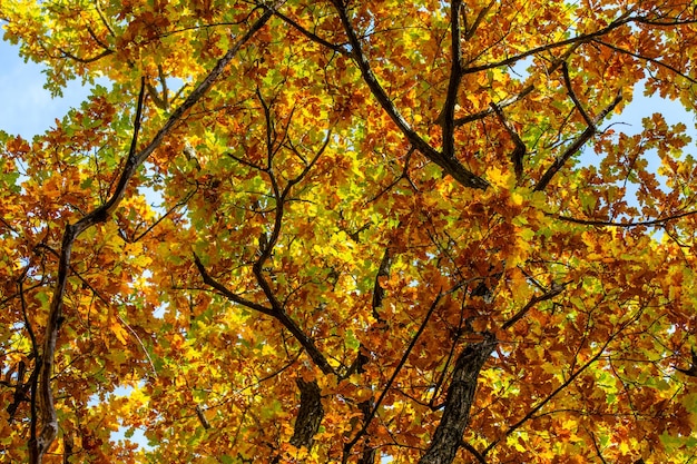 Foto vista de baixo ângulo da árvore de bordo na luz dourada do outono