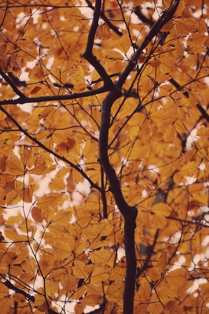 Vista de baixo ângulo da árvore de outono