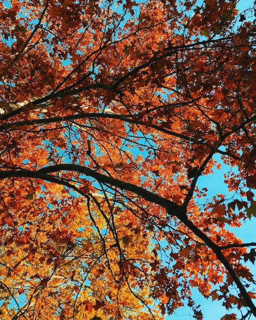Foto vista de baixo ângulo da árvore durante o outono