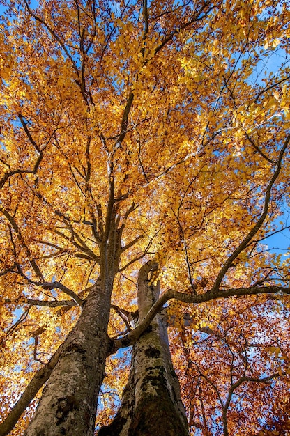 Vista de baixo ângulo da árvore no outono