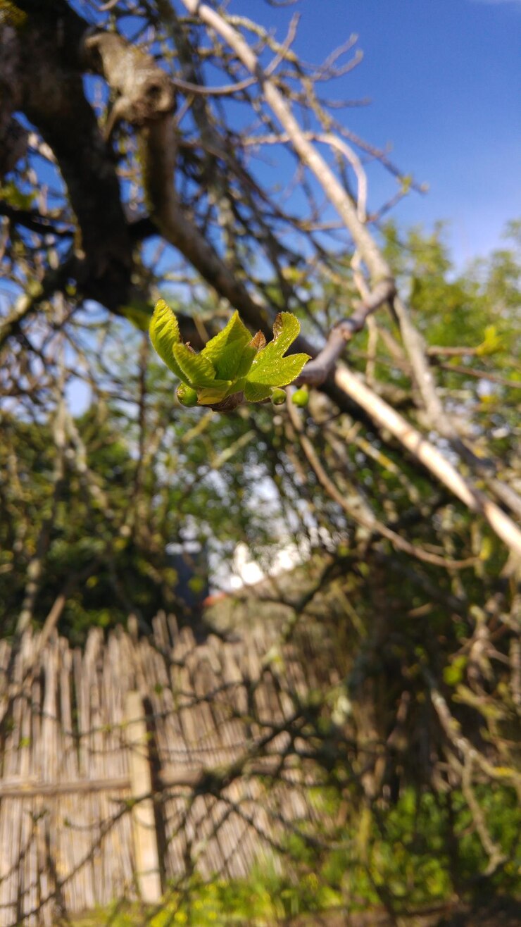 Foto vista de baixo ângulo da árvore