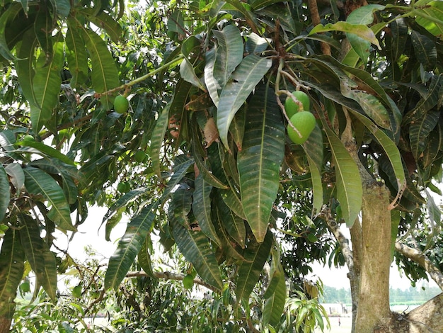 Vista de baixo ângulo da banana