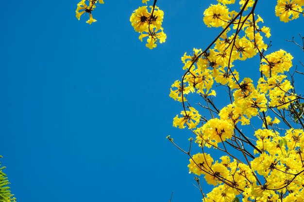 Vista de baixo ângulo da flor de cerejeira contra o céu azul