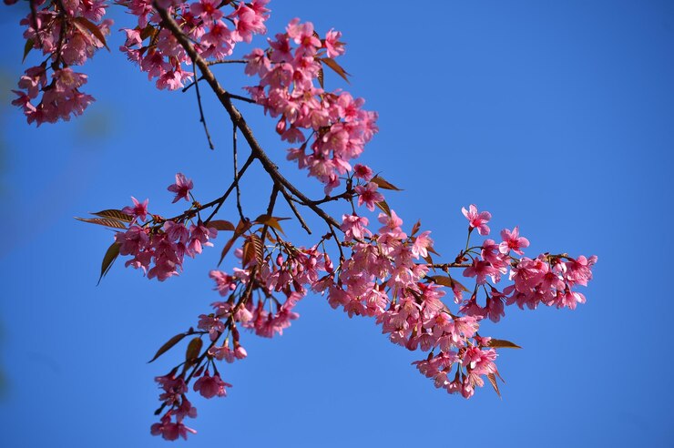 Foto vista de baixo ângulo da flor de cerejeira contra o céu azul