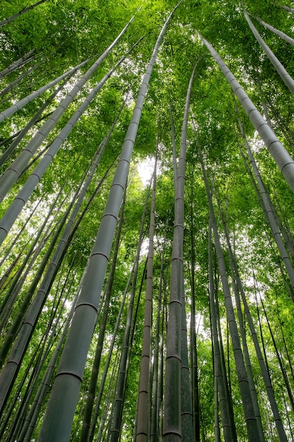 Vista de baixo ângulo da floresta de bambu em arashiyama, japão