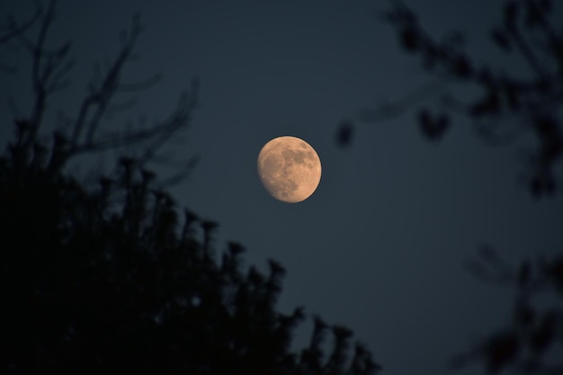 Vista de baixo ângulo da lua no céu à noite