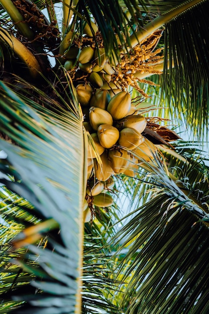 Foto vista de baixo ângulo da palmeira de coco