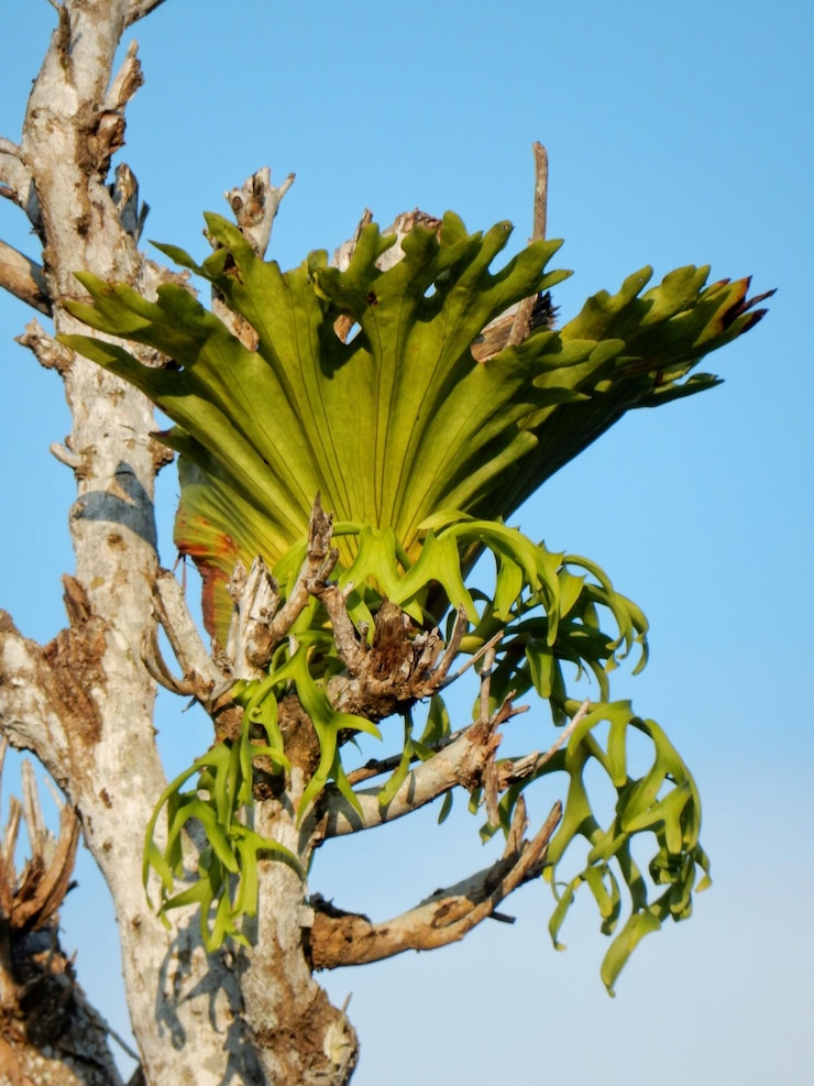 Foto vista de baixo ângulo da planta contra o céu azul claro