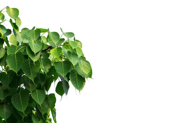 Foto vista de baixo ângulo da planta contra o céu claro