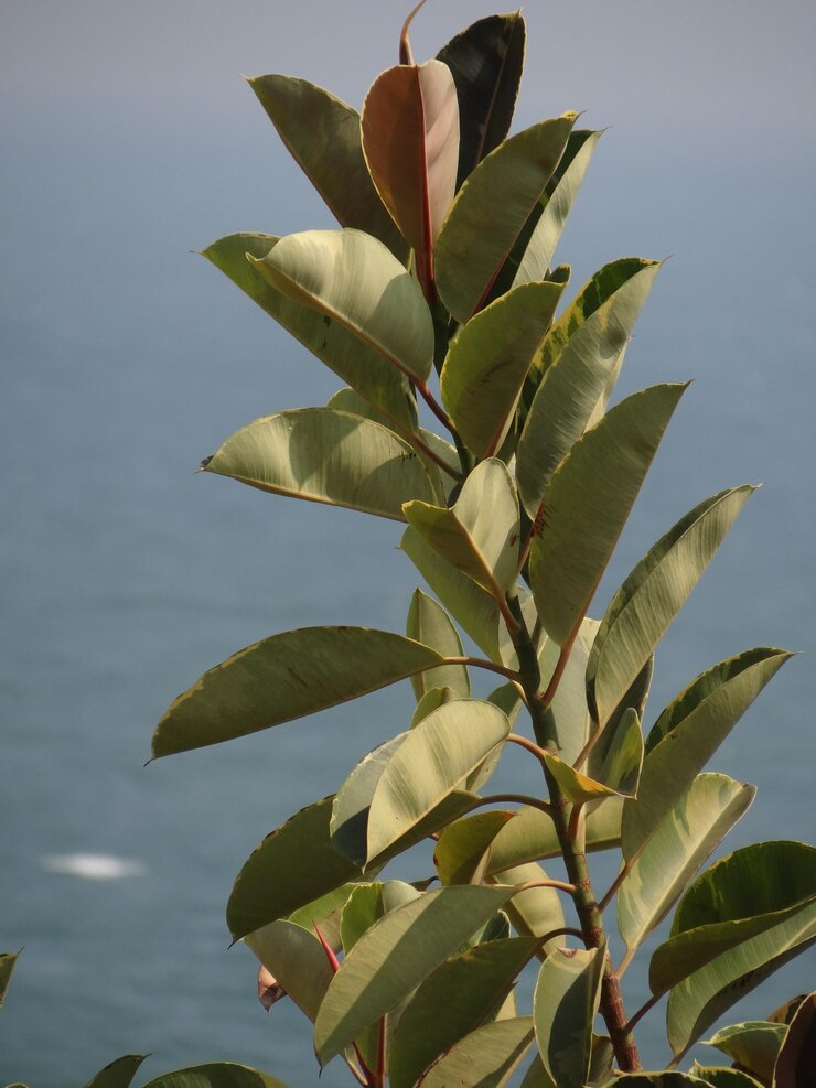 Foto vista de baixo ângulo da planta contra o céu