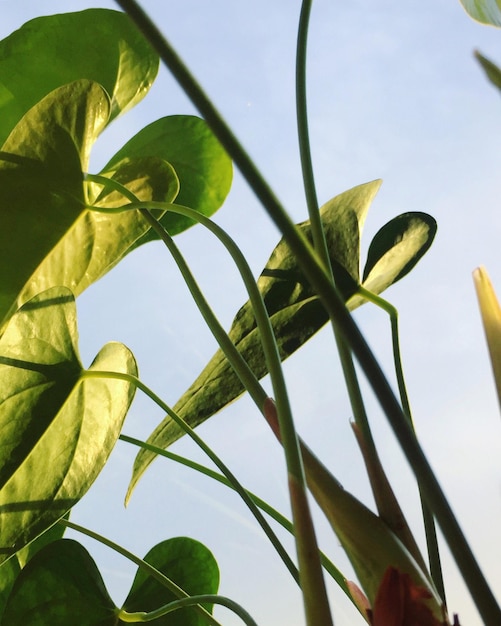 Foto vista de baixo ângulo da planta contra o céu