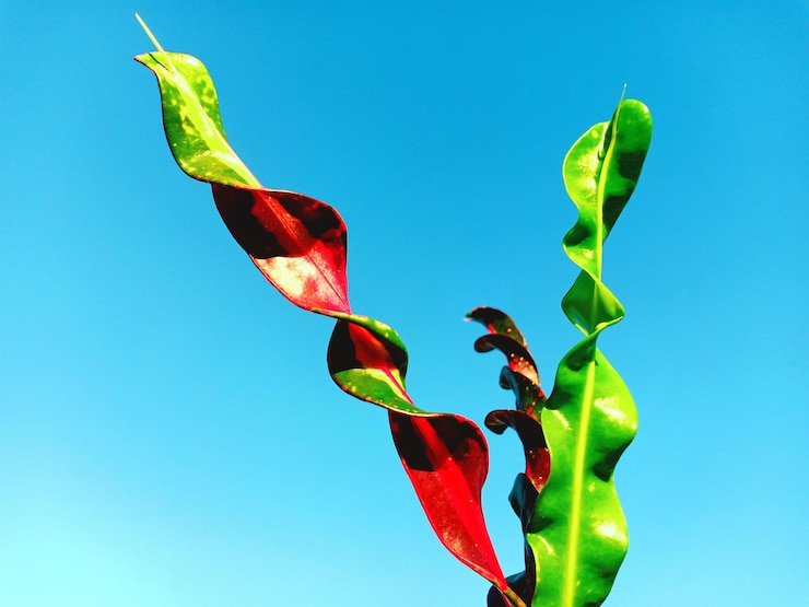 Foto vista de baixo ângulo da planta contra um céu azul claro