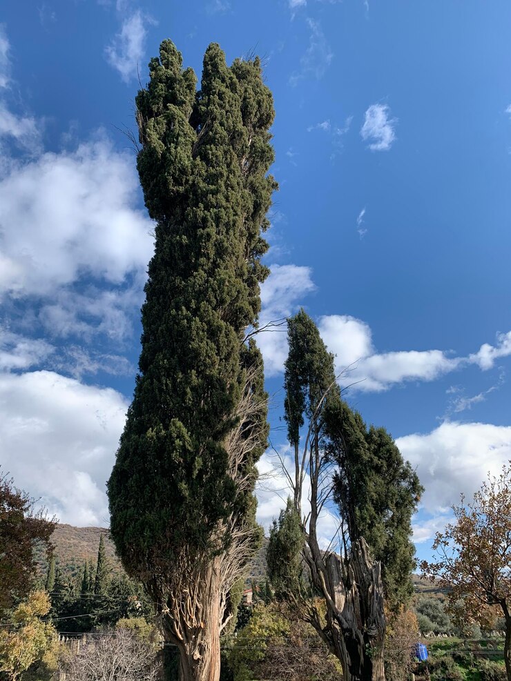 Foto vista de baixo ângulo da planta de cactus contra o céu