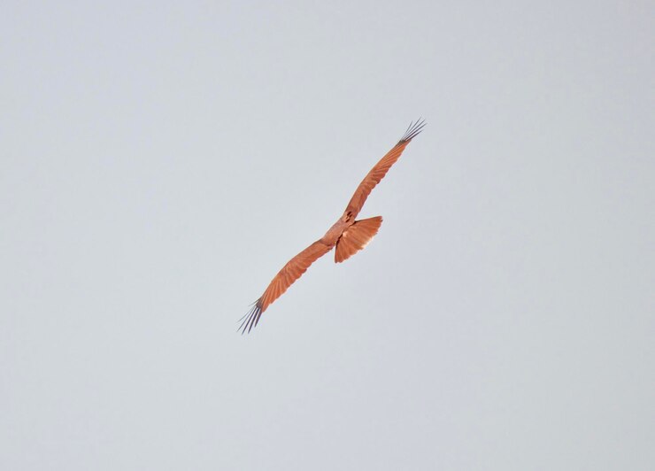 Foto vista de baixo ângulo de águia voando contra um céu claro