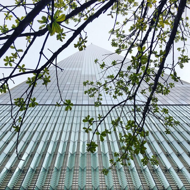 Foto vista de baixo ângulo de árvore contra o céu