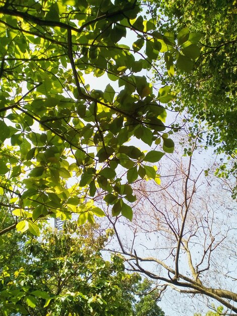 Foto vista de baixo ângulo de árvore contra o céu