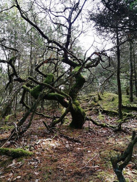 Foto vista de baixo ângulo de árvore contra o céu