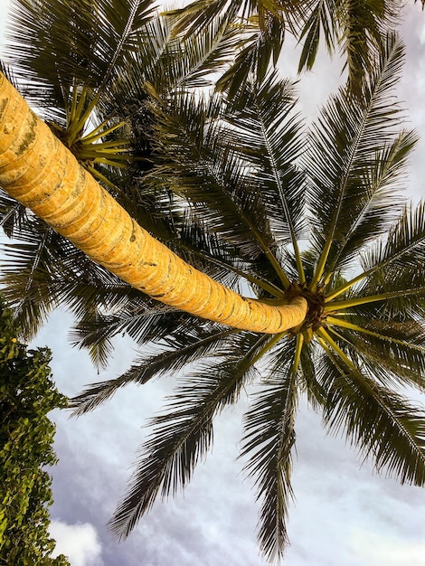 Foto vista de baixo ângulo de árvore contra o céu