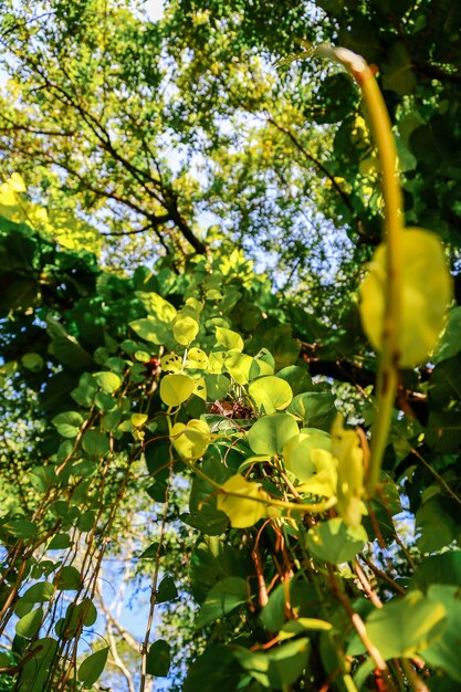 Foto vista de baixo ângulo de árvore em floração