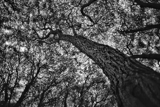 Foto vista de baixo ângulo de árvore na floresta